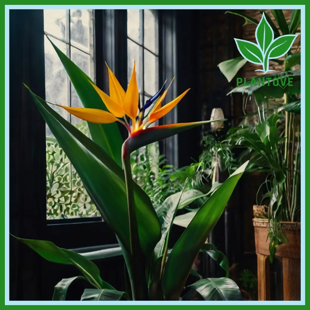 Bird of Paradise Plant