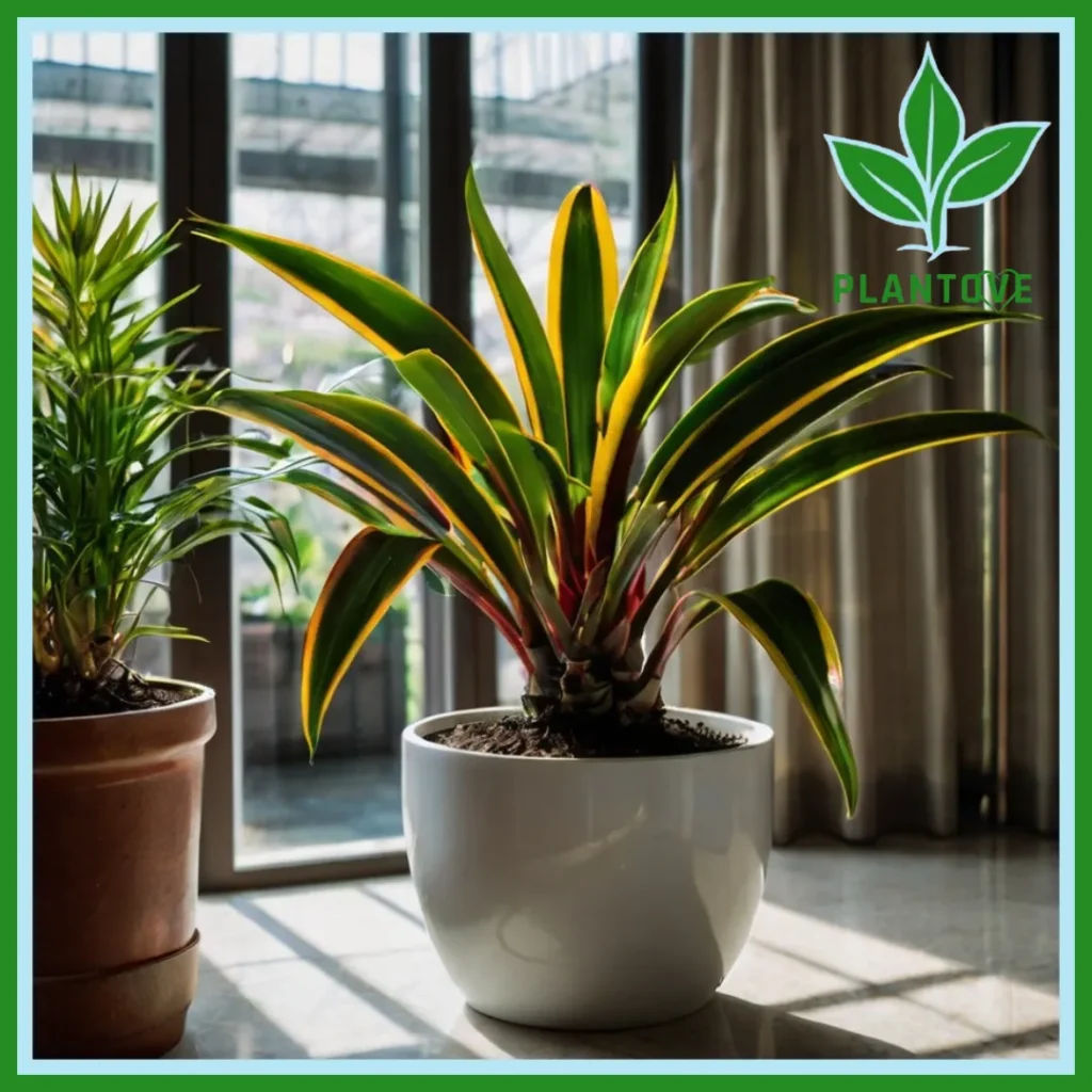 Dracaena plant care