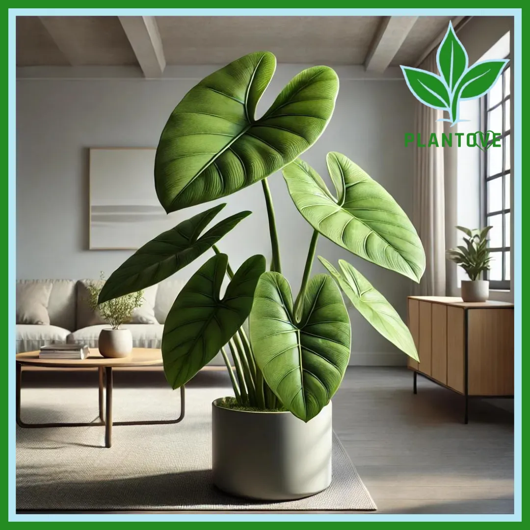 Elephant ear plant indoor