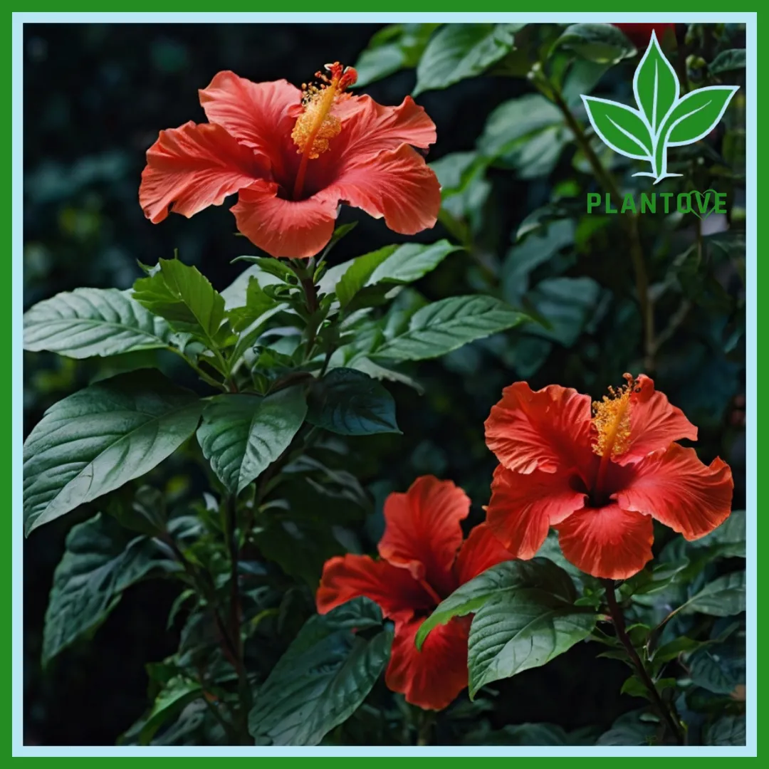 Hibiscus Plant