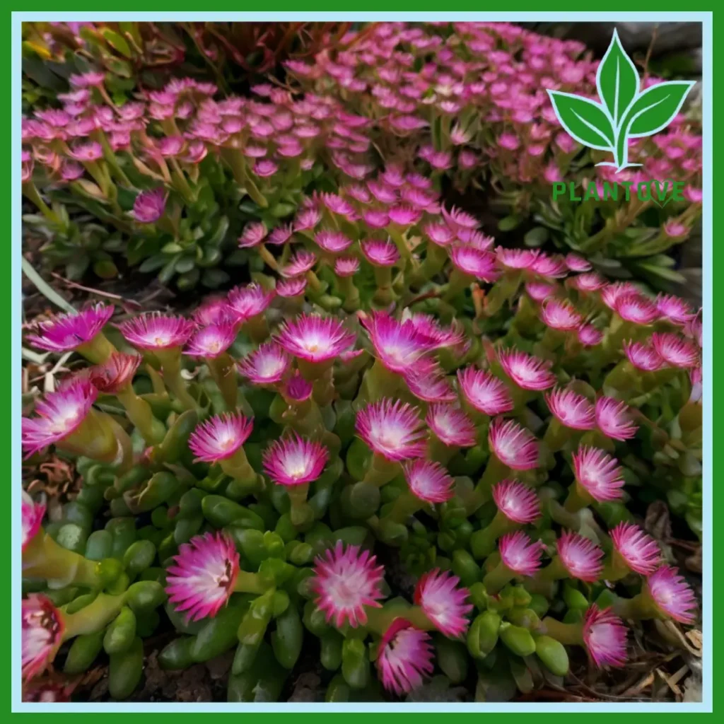 Ice Plant Ground Cover