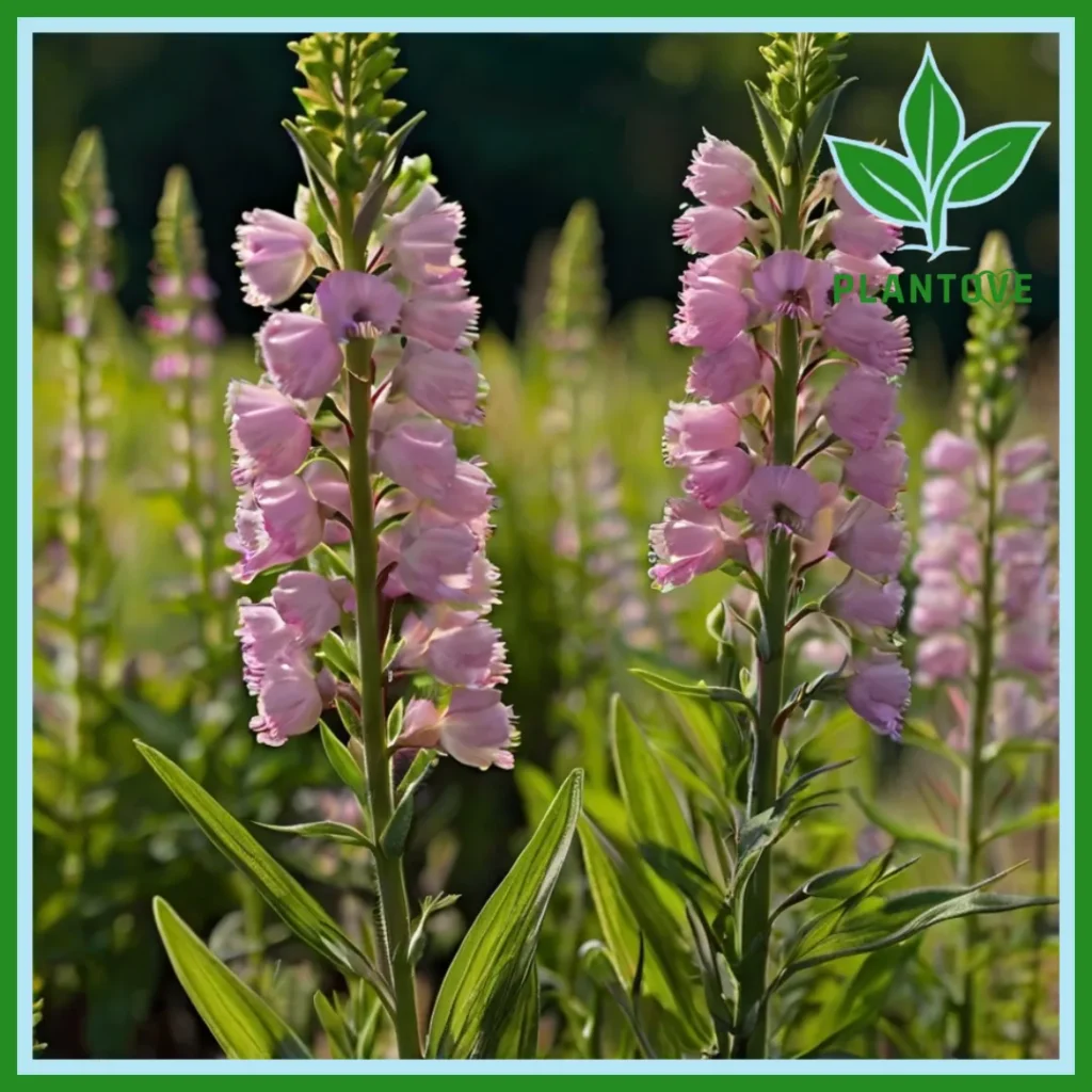 Obedient Plant Uses