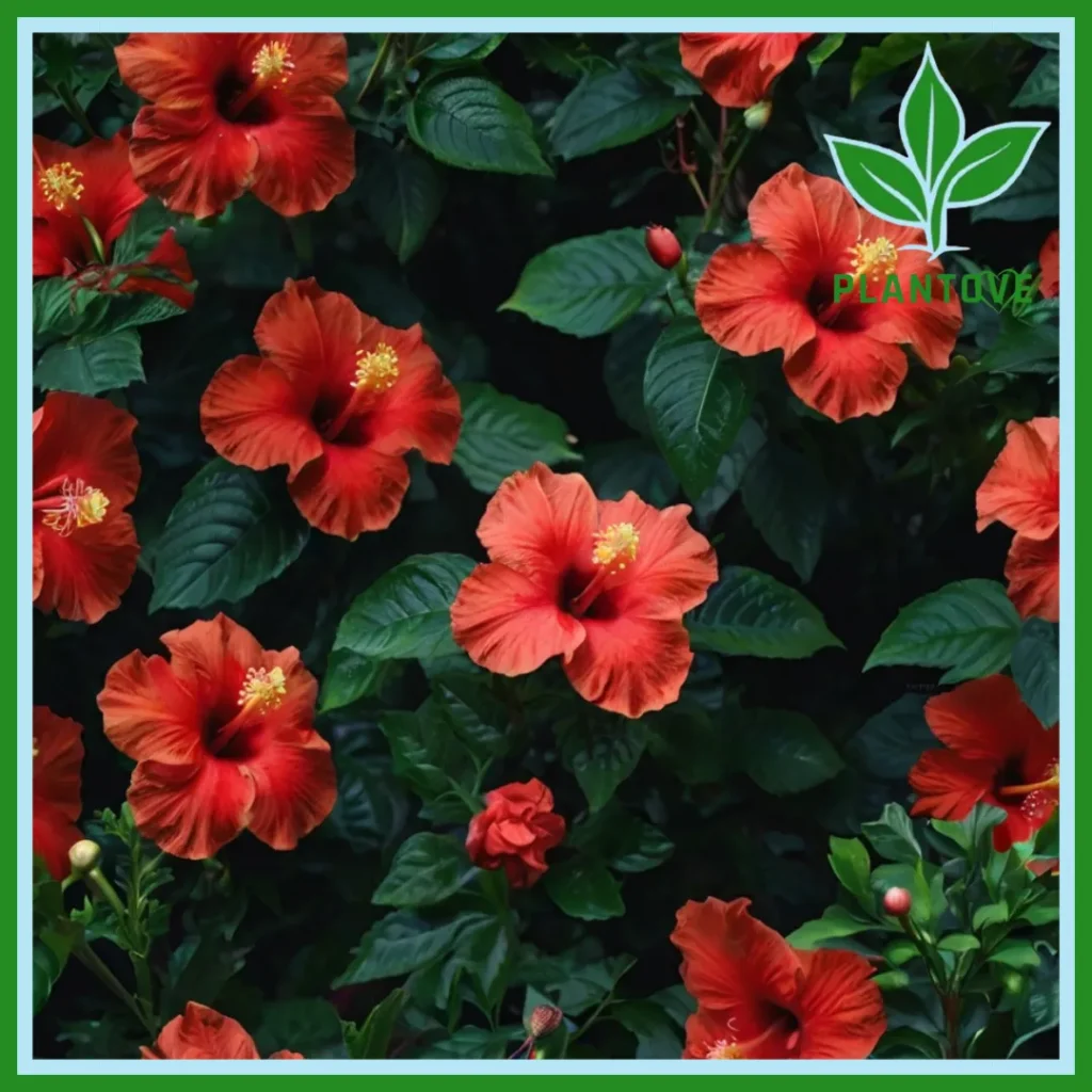 Outdoor hibiscus plant