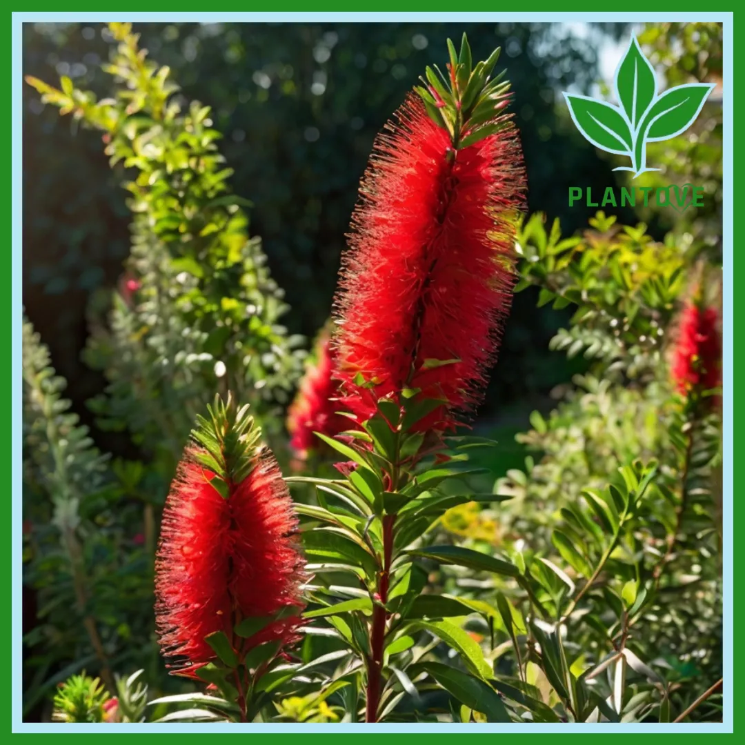 bottle brush plant