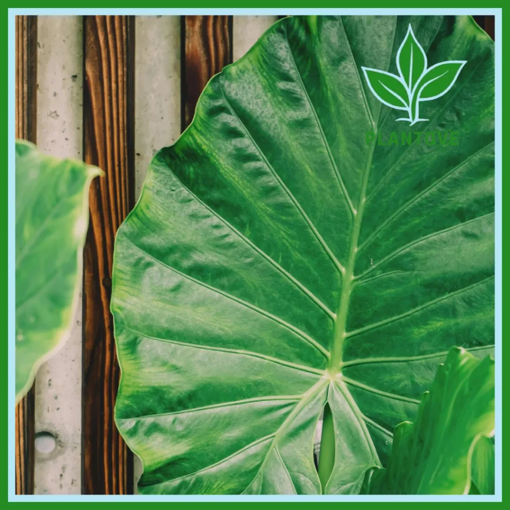 Close-up of a single elephant ear leaf showing detailed vein structure against a wooden background