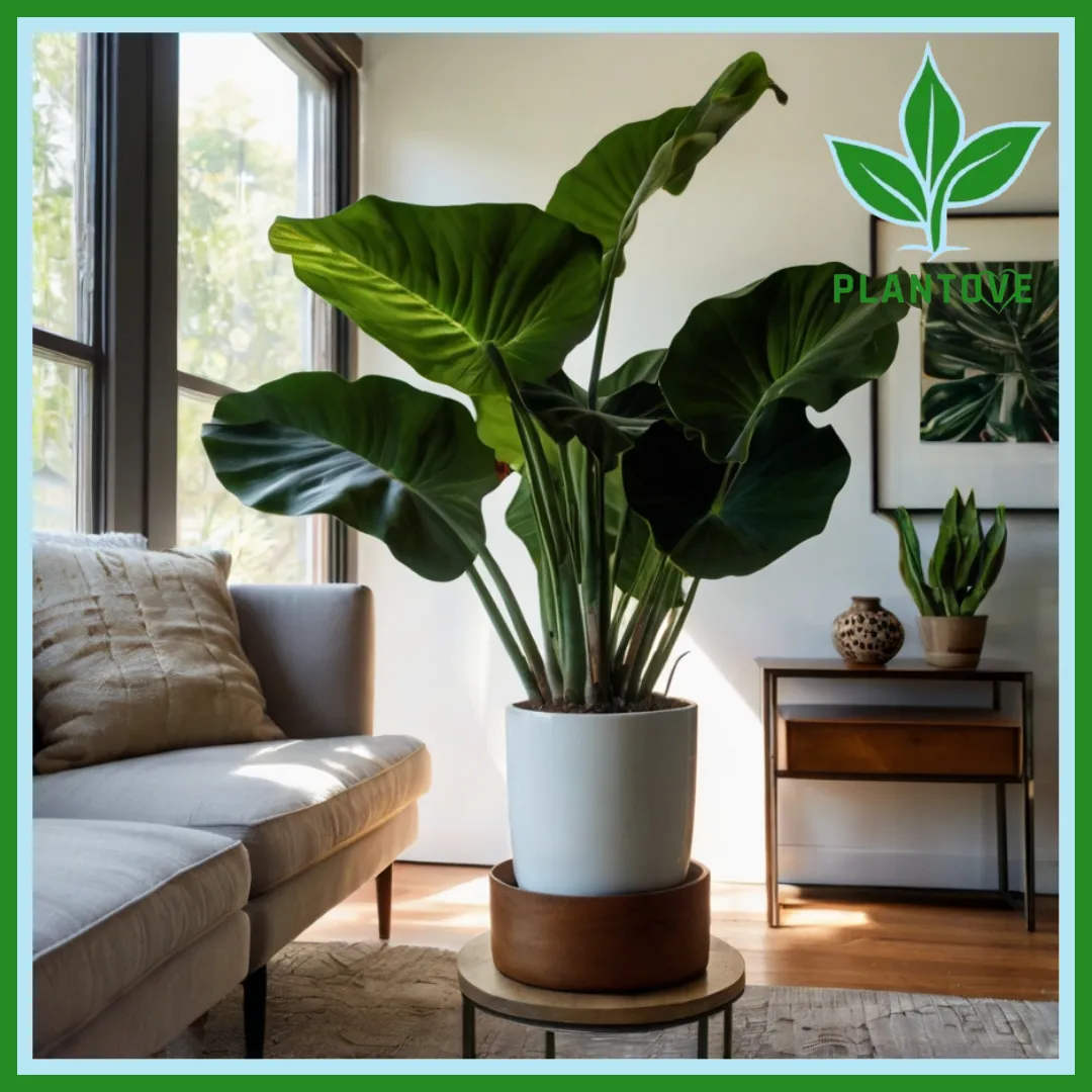 elephant ear plant indoors