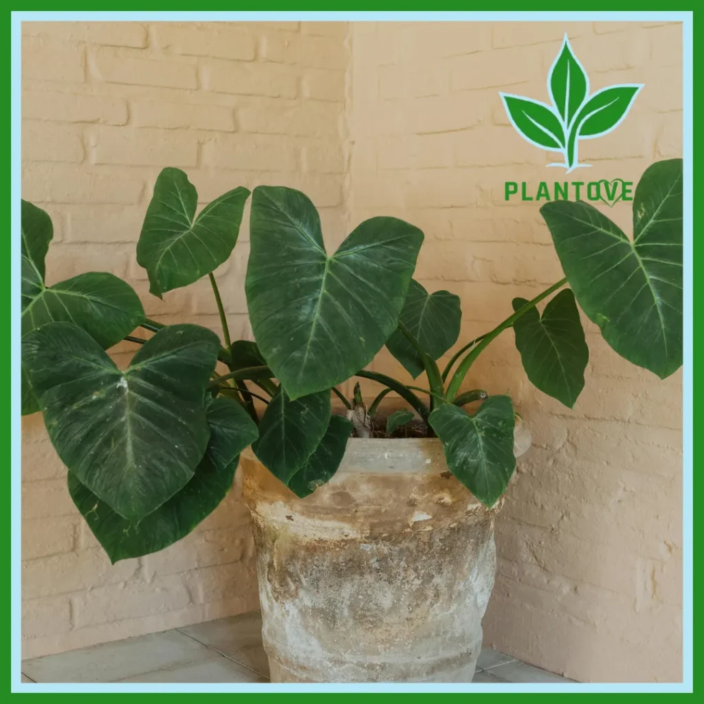 elephant ear plant with heart-shaped leaves growing in a weathered clay pot against a cream brick wall