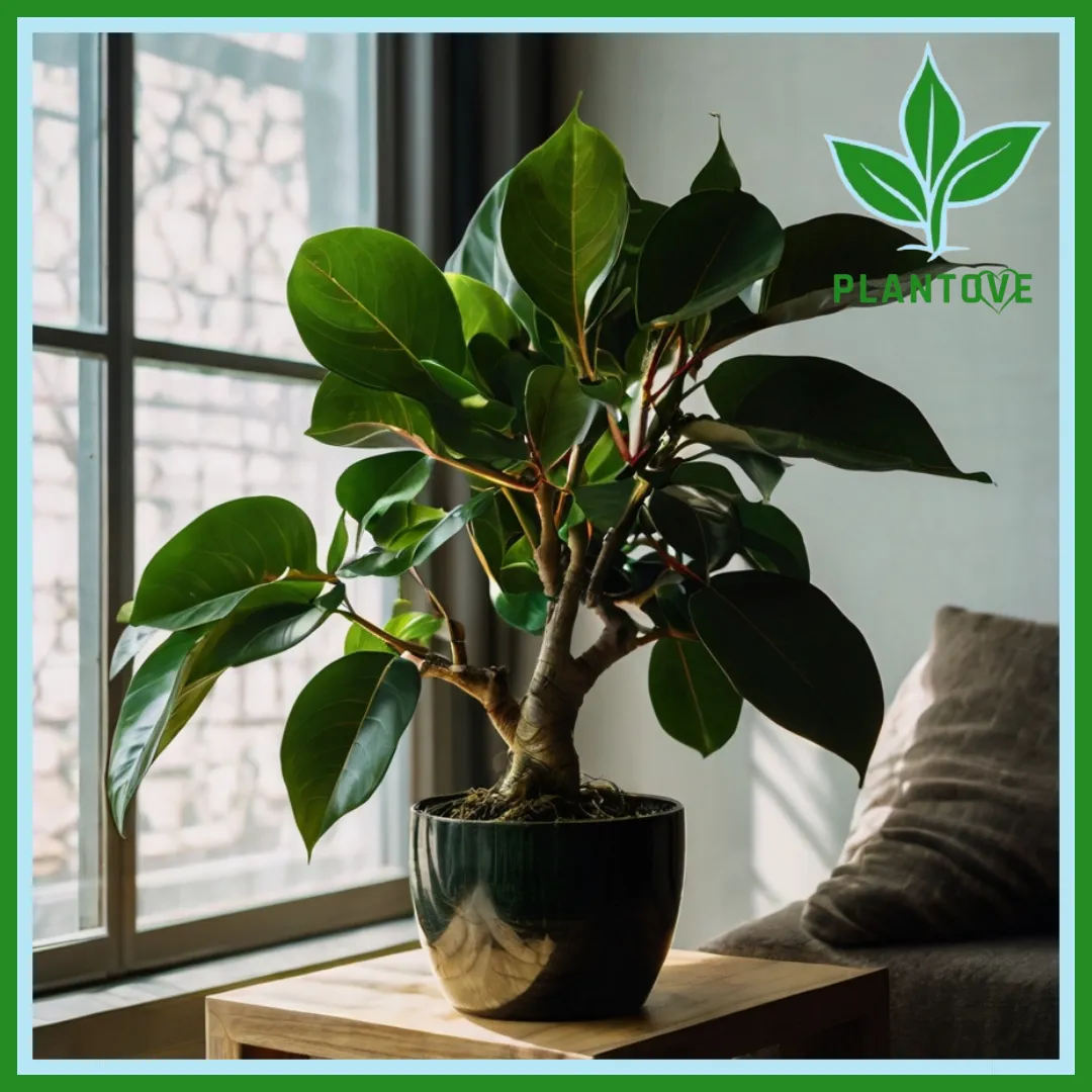 ficus plant