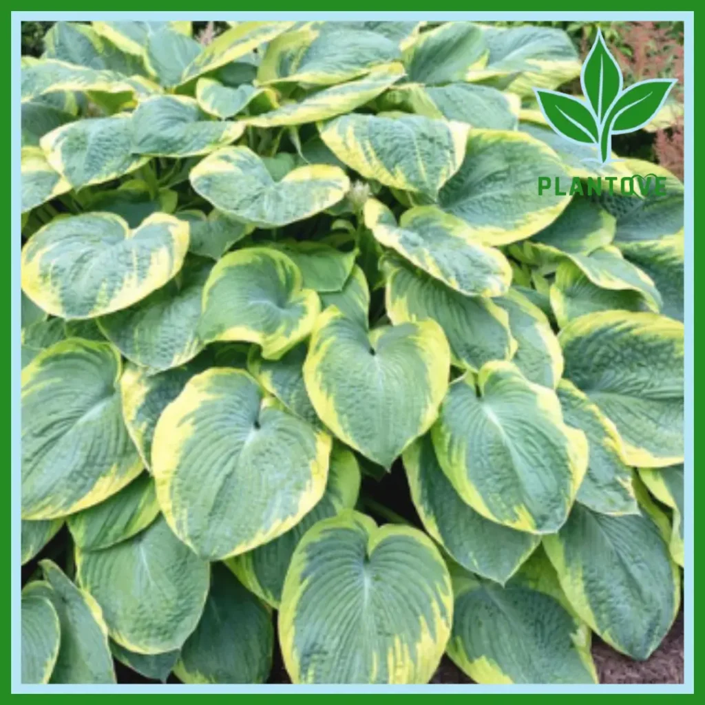 hosta plant ( Frances Williams hosta plant)