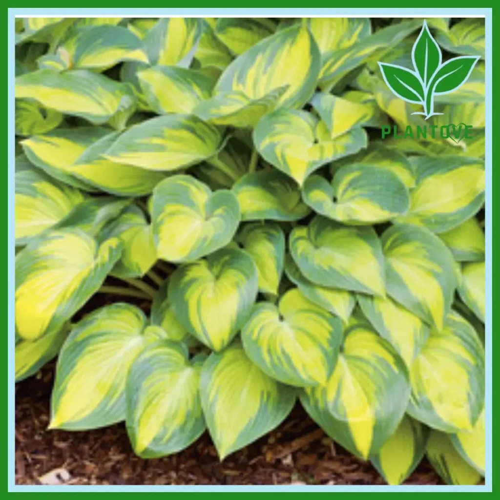 Hosta June plant