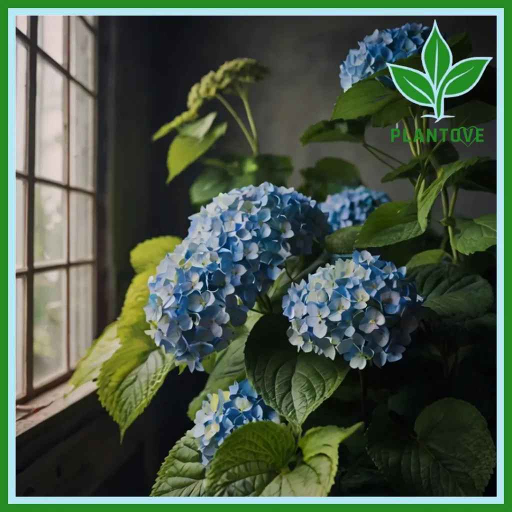 Hydrangea Plants care