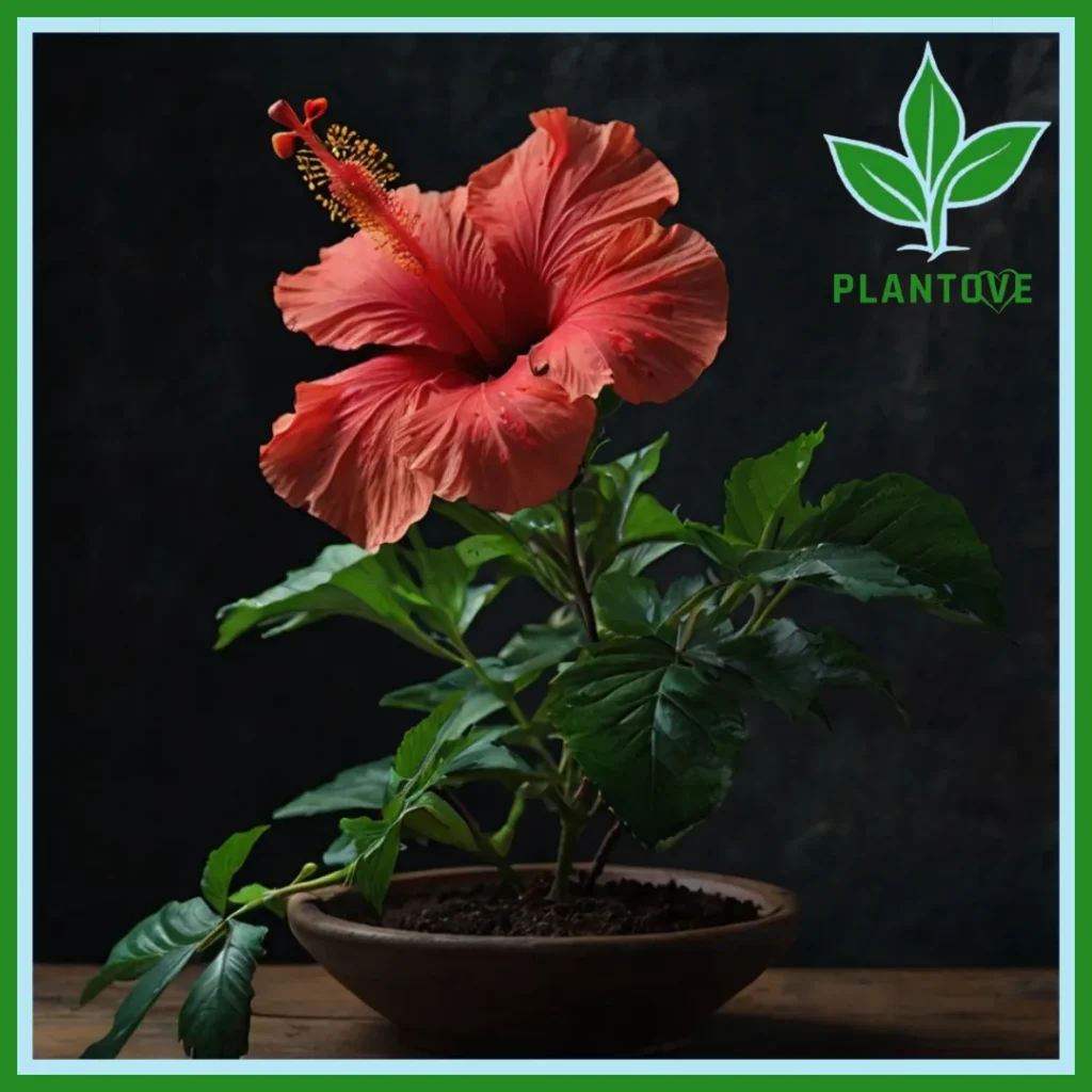 idoor hibiscus plant