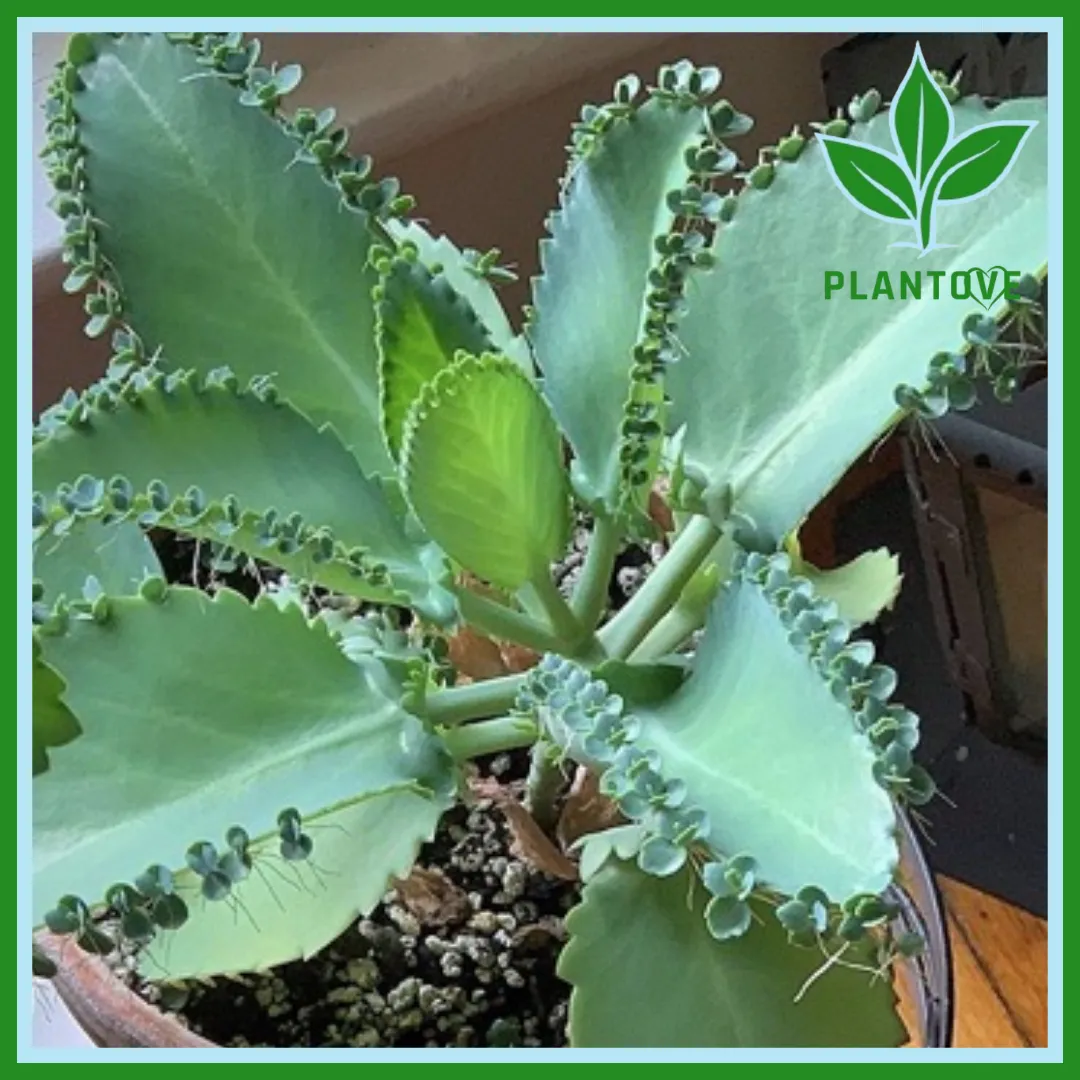 Mother of thousands plant