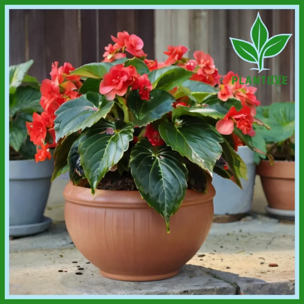 Dragon Wing Begonia Care