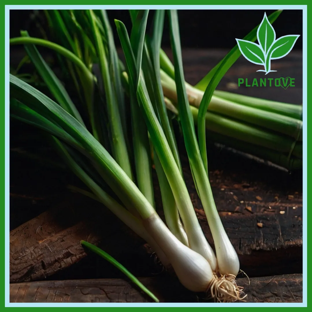 How to Plant Green Onions