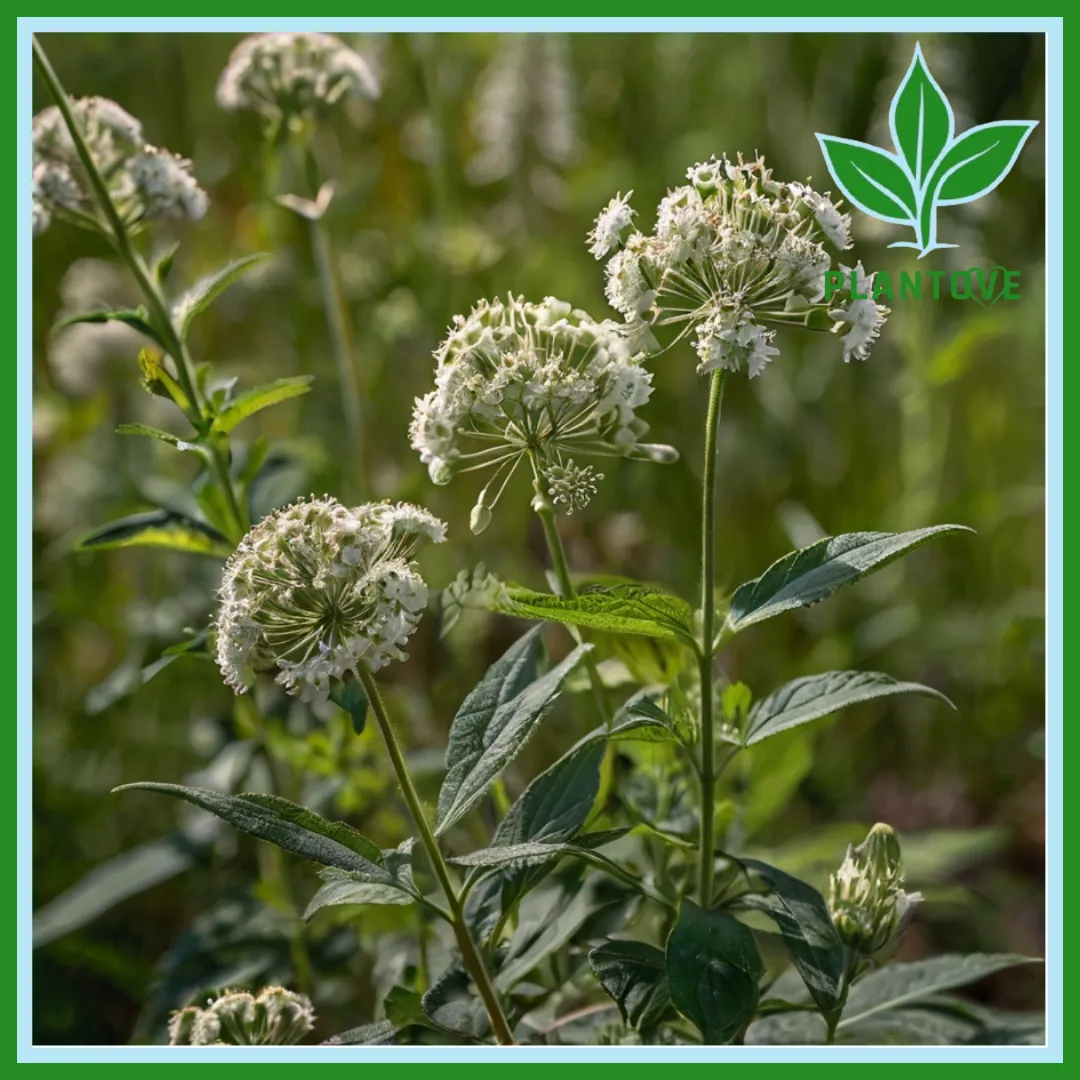 The Boneset Plant