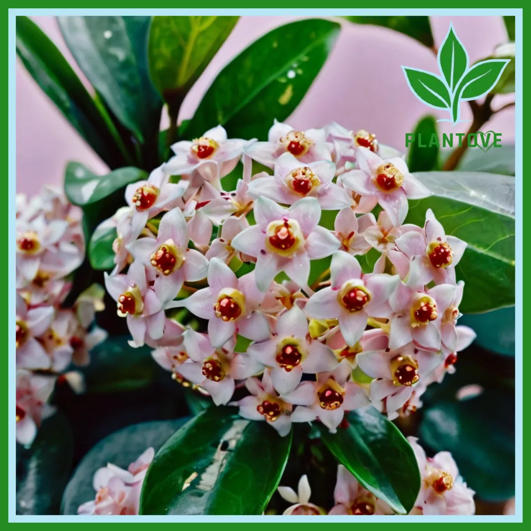 hoya plants