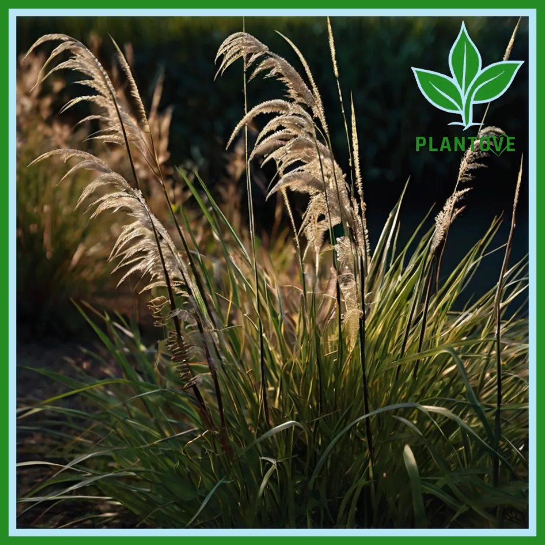 Ornamental Grass Plants