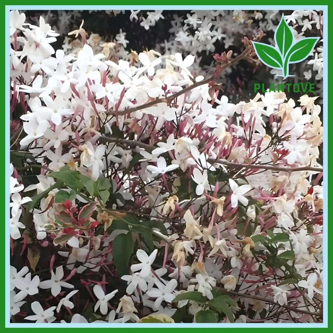 Asiatic jasmine