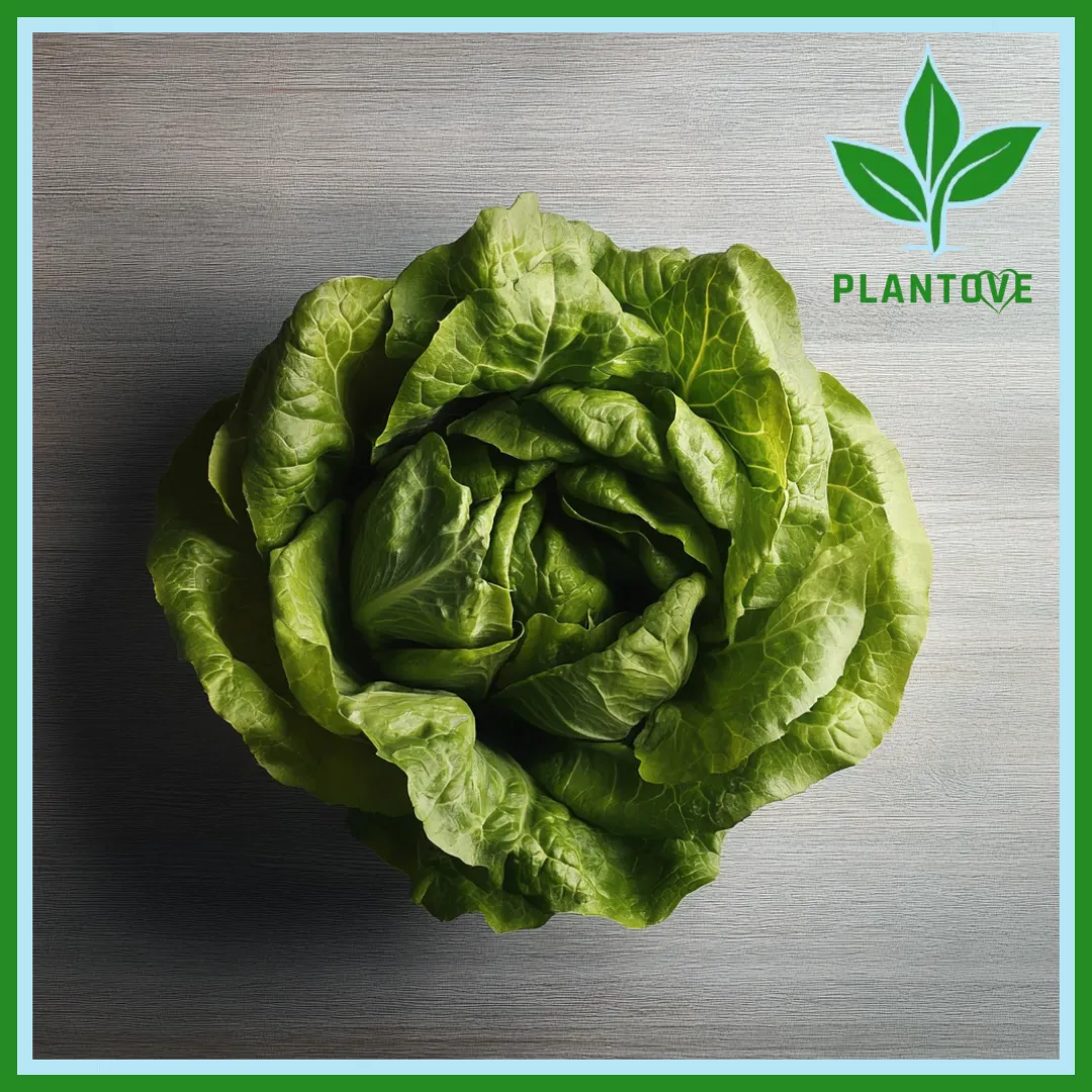 Bibb Lettuce