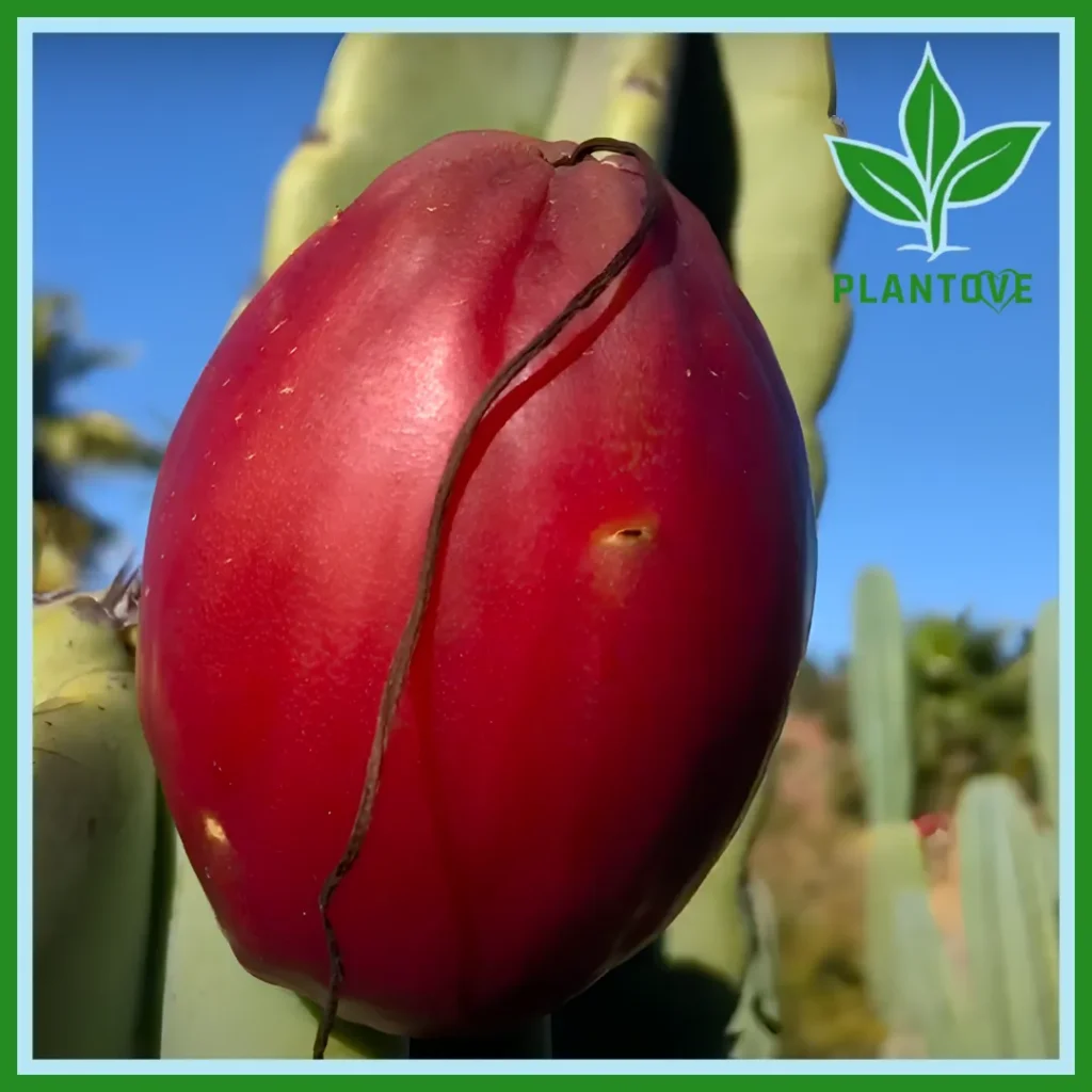 Peruvian Apple cactus fruit