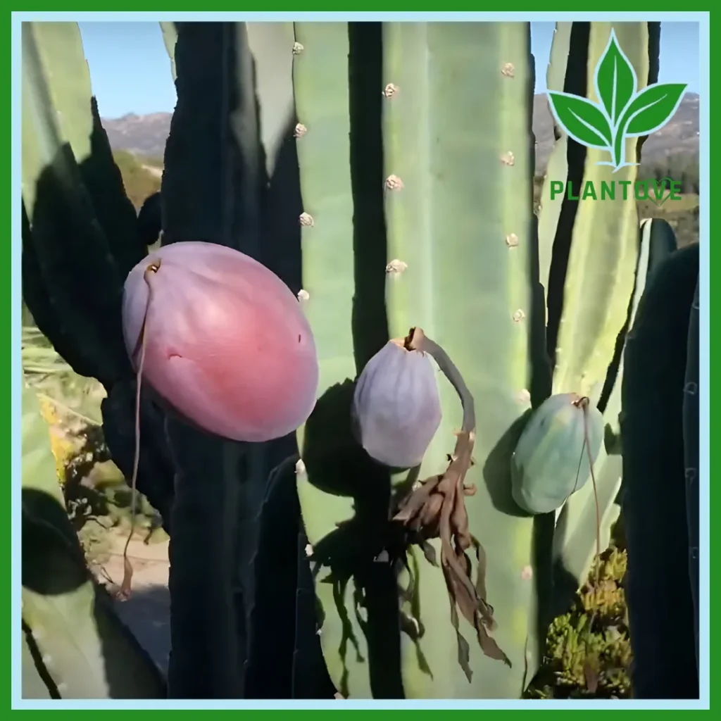 Peruvian apple cactus care