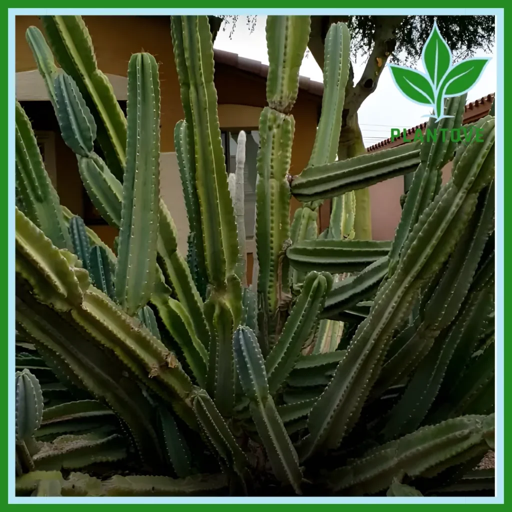 Peruvian apple cactus propagation