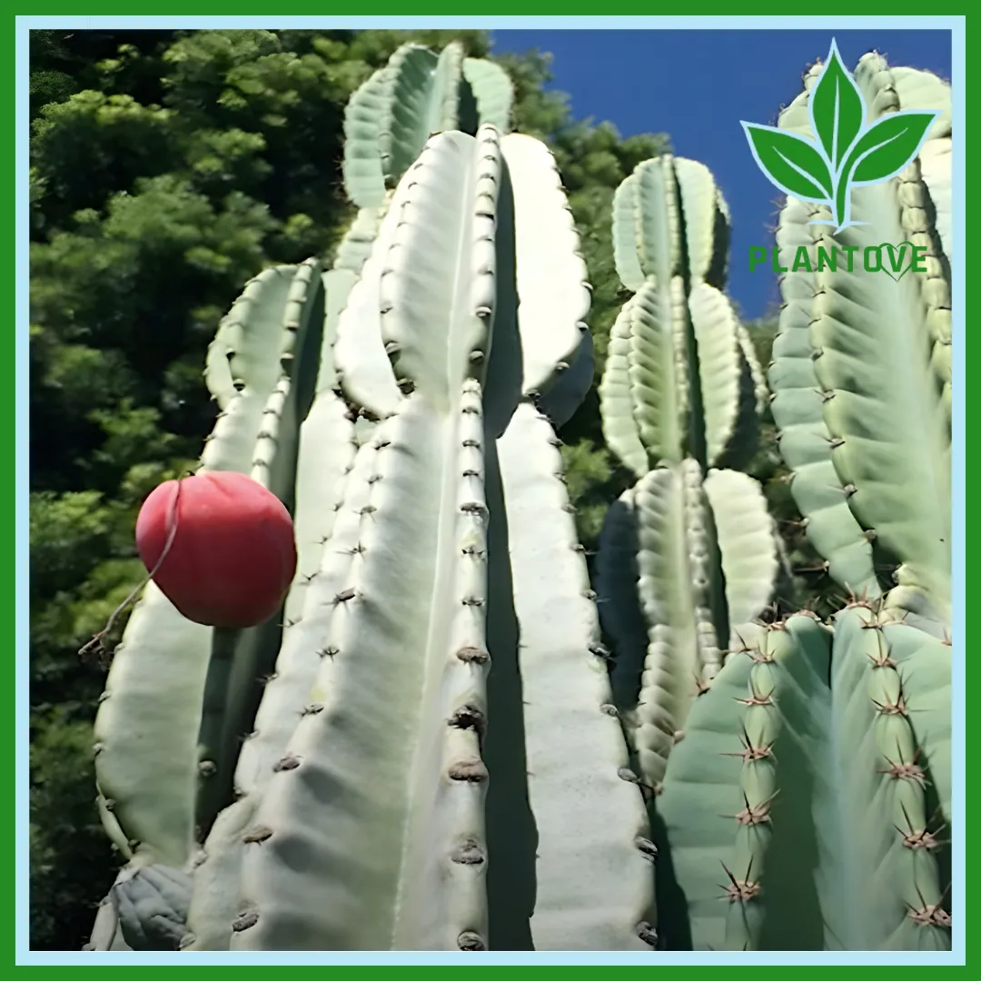 Peruvian apple cactus