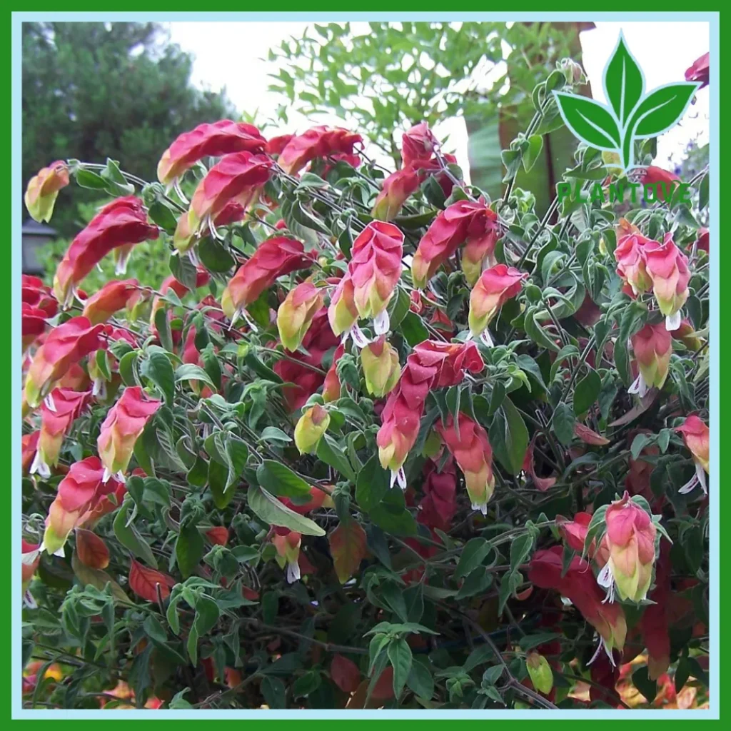 Shrimp Plant Care