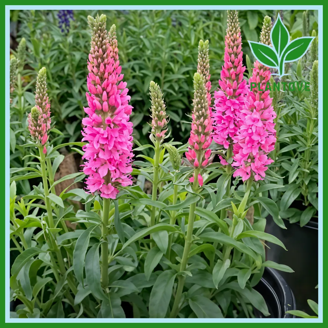 Speedwell plant