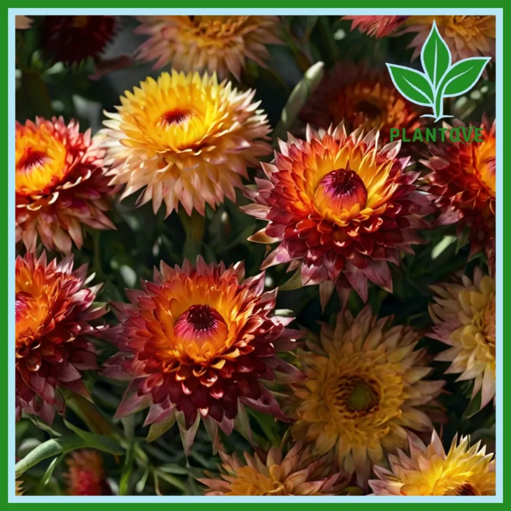 Strawflower Plant Care