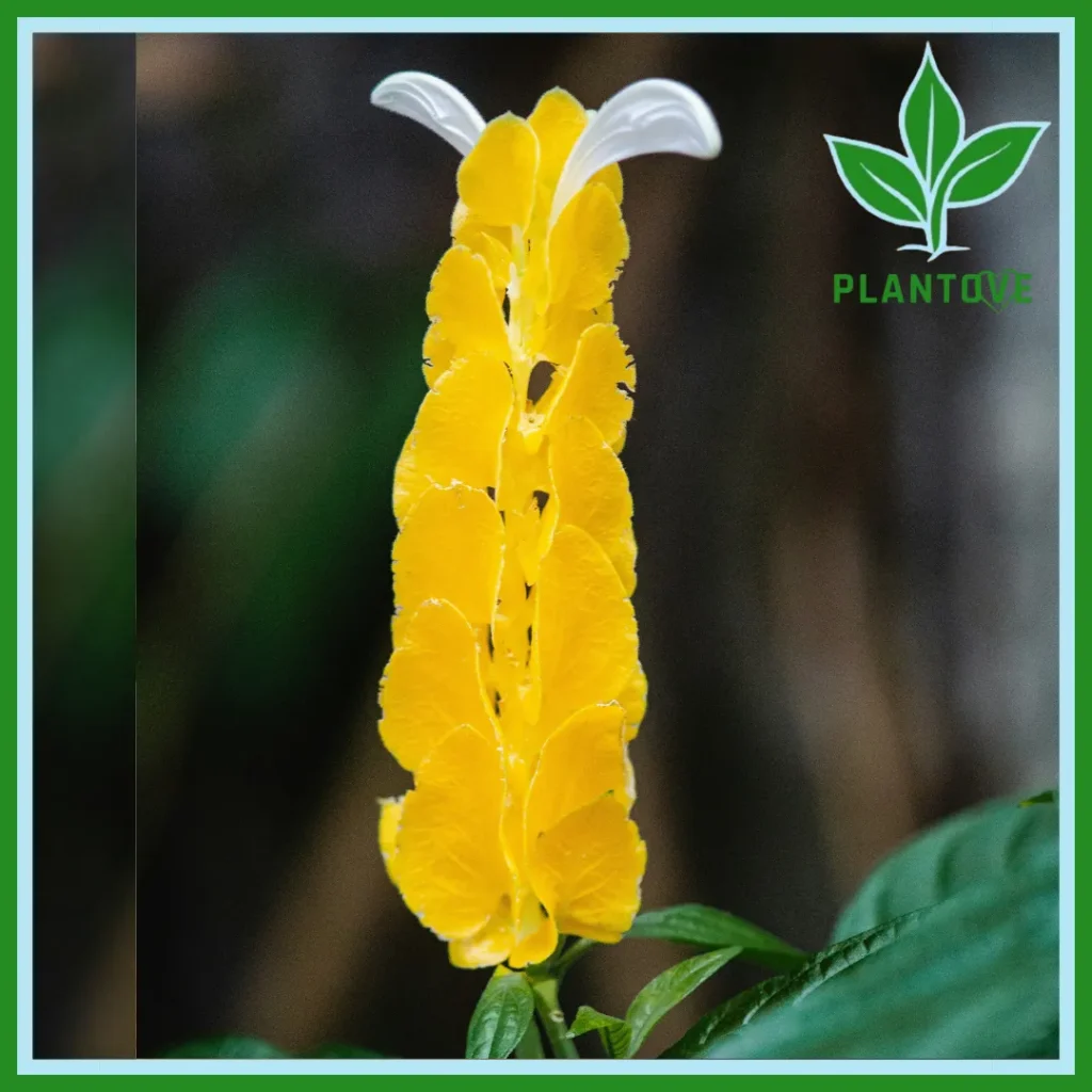 Shrimp Plant benefits