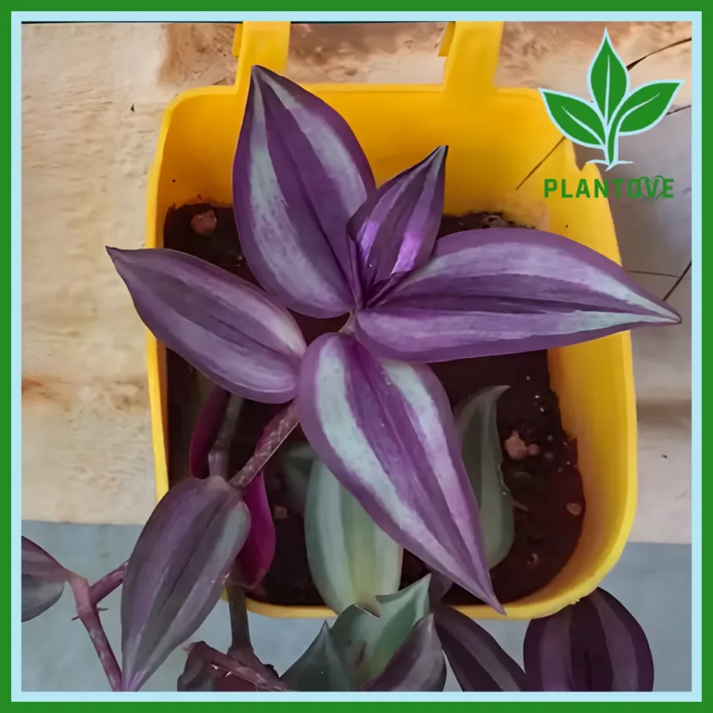 Wandering Jew Plant care Indoors