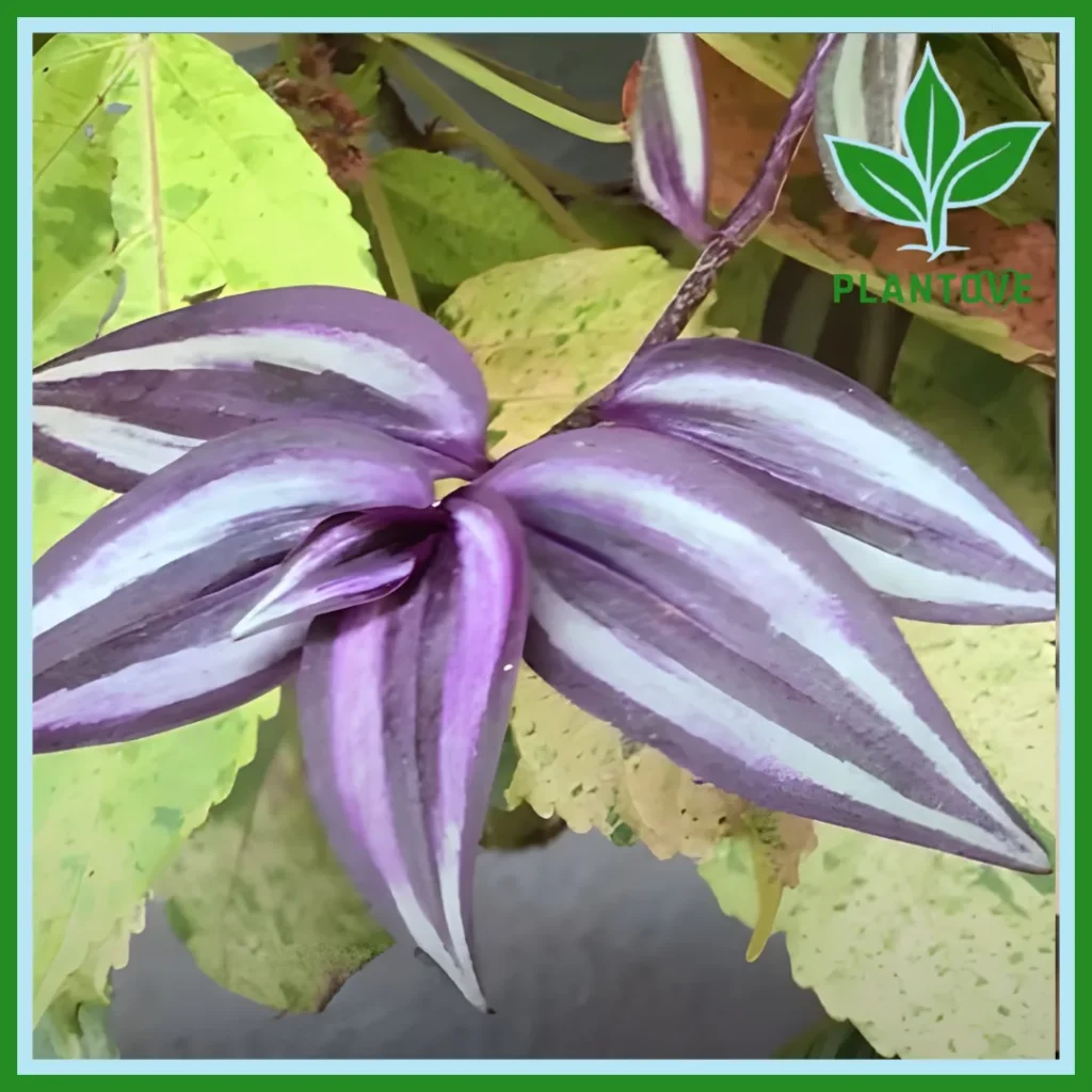 Wandering jew plant care outdoor