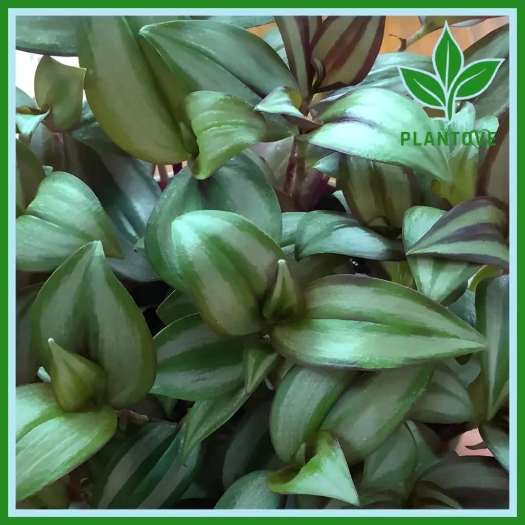 Wandering jew plant care watering