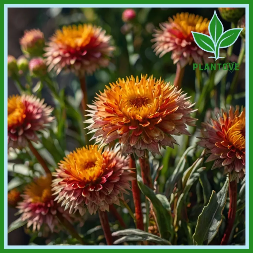 Strawflower Plant Care