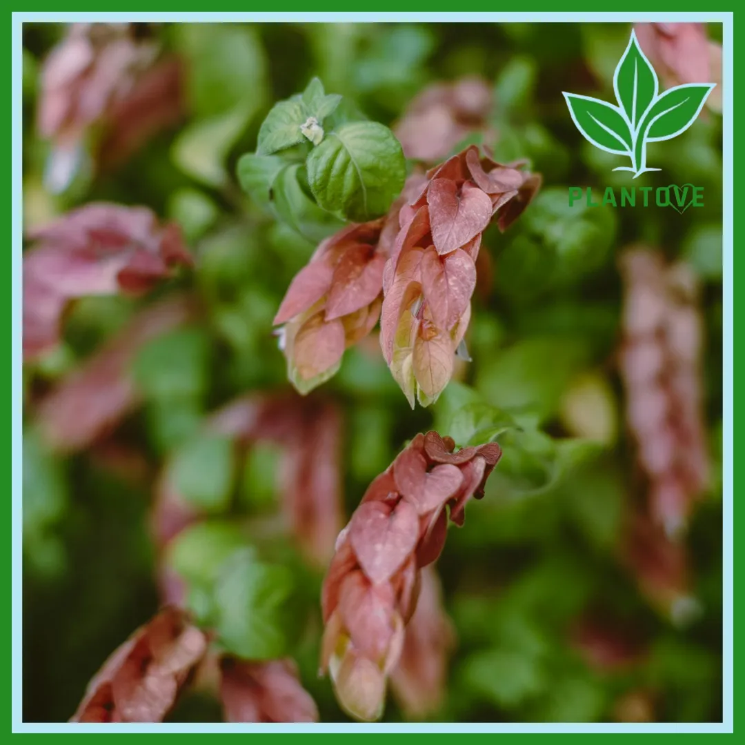 Shrimp Plant