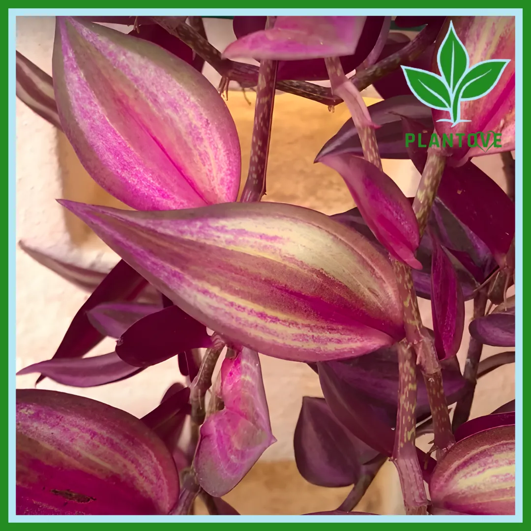 wandering jew plant care