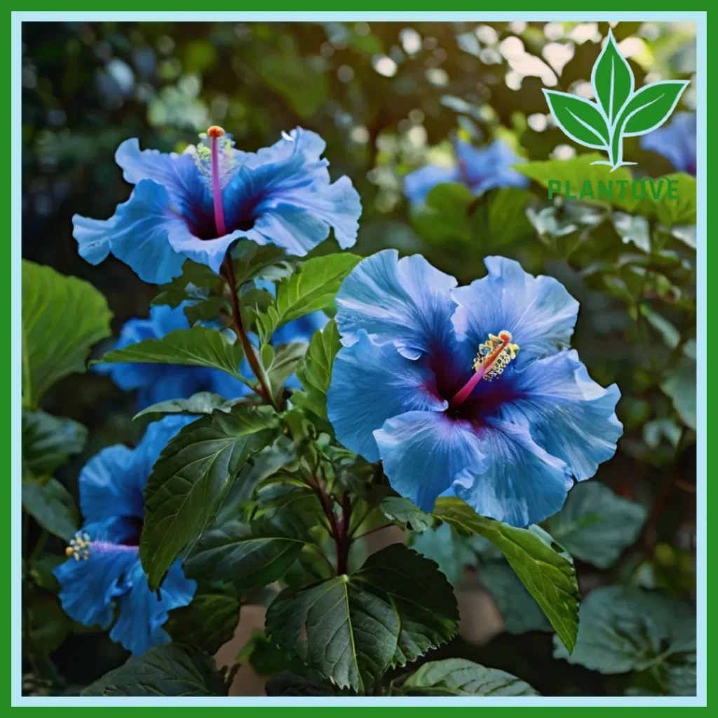 Blue hibiscus care