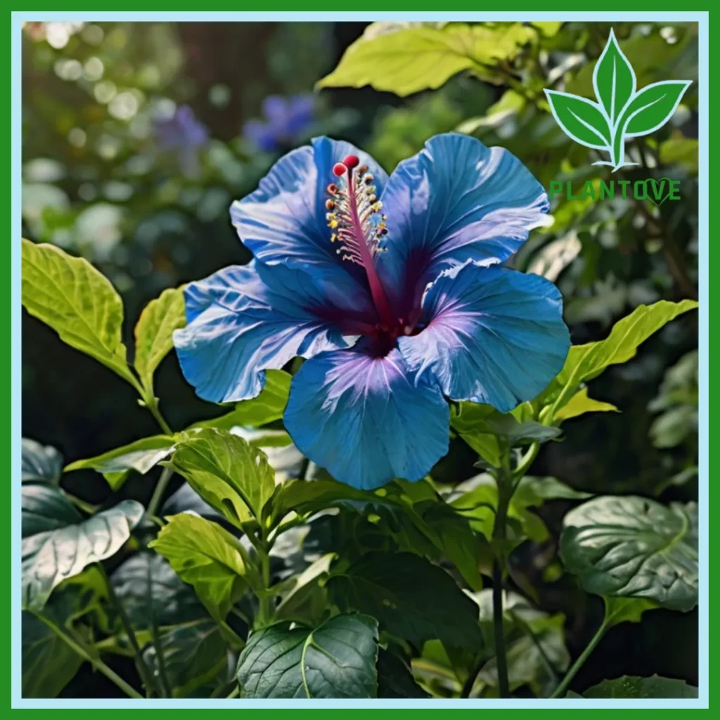 Blue hibiscus uses