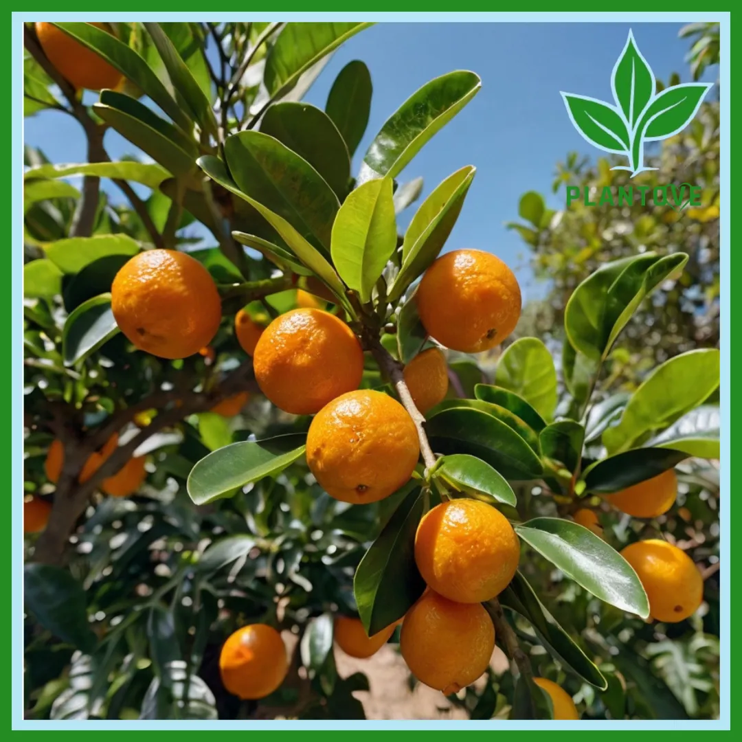 Calamondin Tree