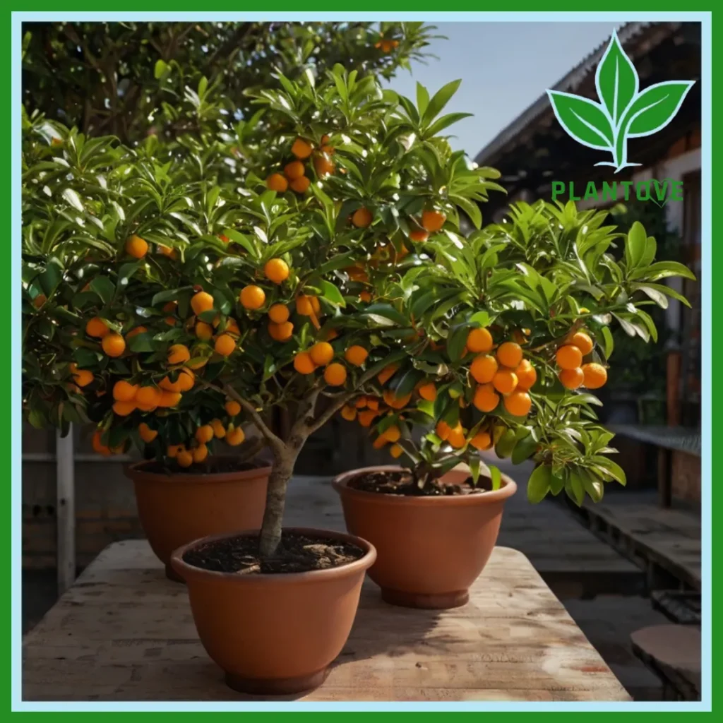 Calamondin tree indoor care.