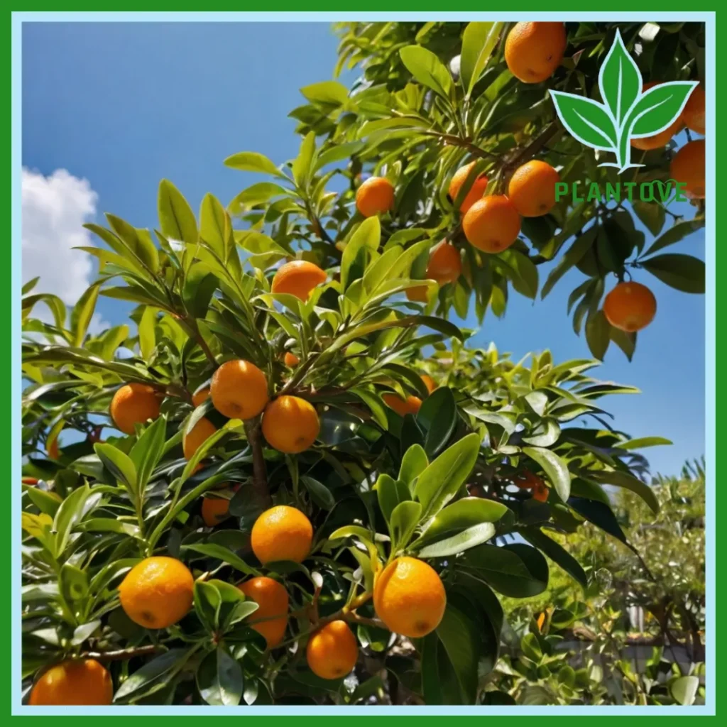 Calamondin tree plant care.