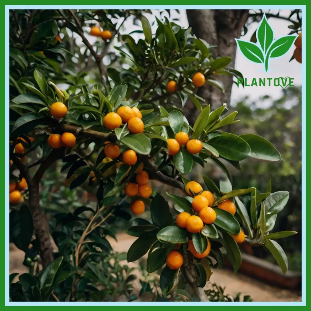 Calamondin tree plant uses