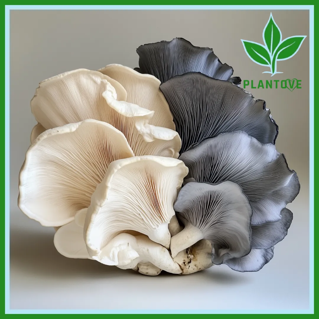 Dove Oyster vs Blue Oyster Mushroom