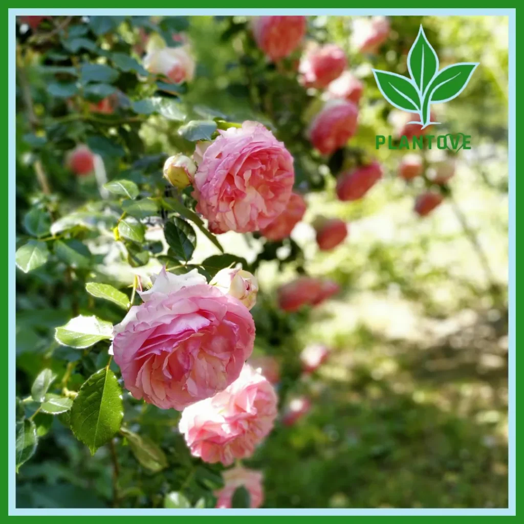 Extreme close-up of a pink and white rose in full bloom showing detailed petal structure