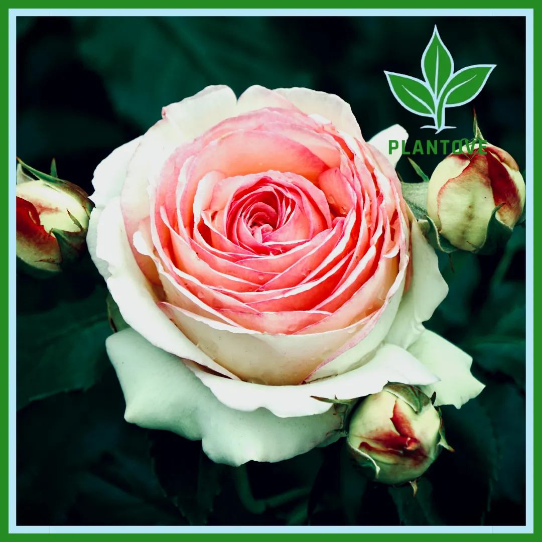 Pink garden roses with multiple layers of petals blooming on a bush with green leaves in soft natural lighting