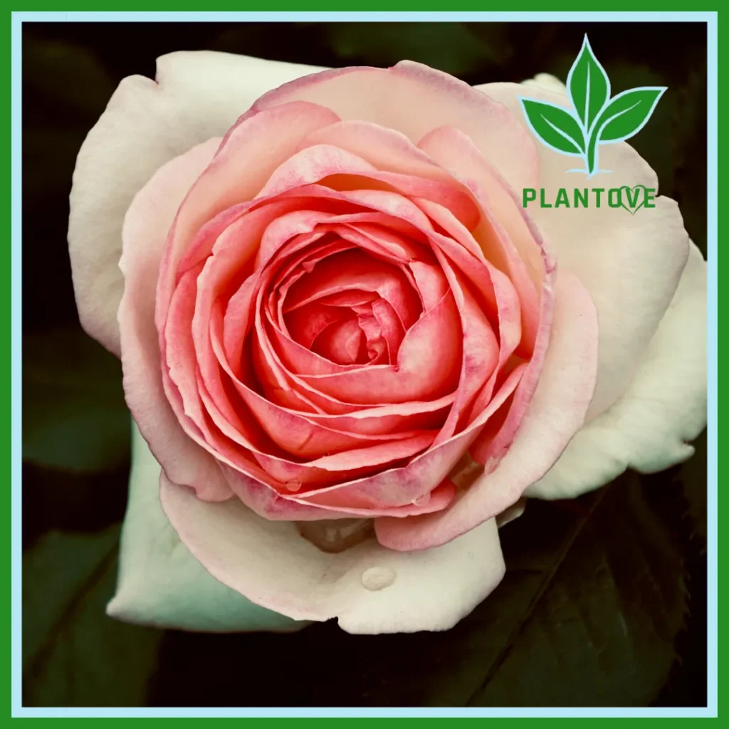 Close-up of a single cream and pink rose with unopened buds against a dark green background