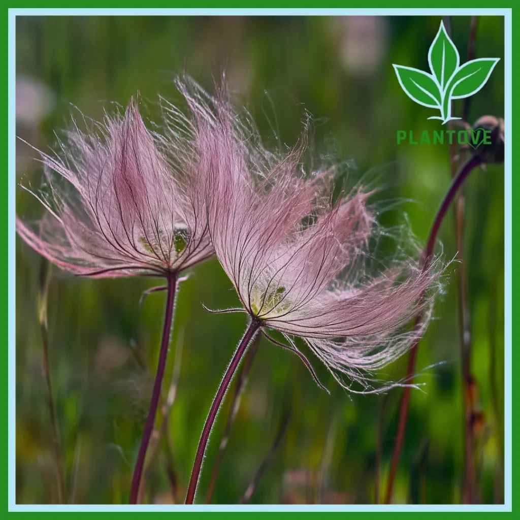 Prairie Smoke plant care