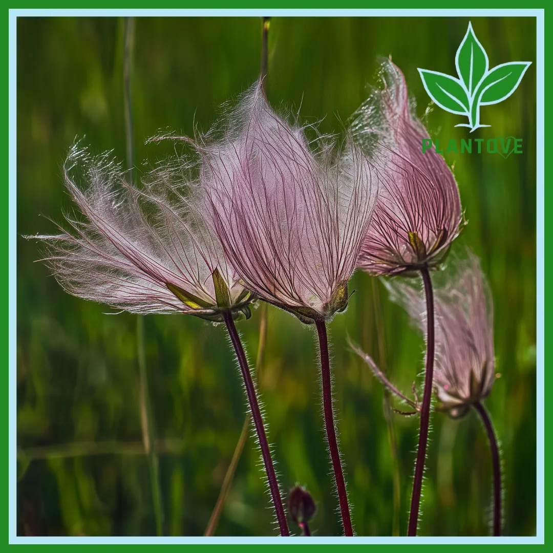 Prairie Smoke